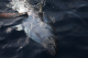 Catch & Release af 171cm Bluefin tun - estimeret vægt: 71kg. fra Adriaterhavet 2009
