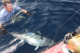 Catch & Release af 171cm Bluefin tun - estimeret vægt: 71kg. fra Adriaterhavet 2009
