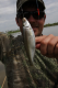 Whitefish fanget under medefiskeri i montana lake 2008 under hyggemedefiskeri i venten på karperne... blev brugt som agn til mallerne!

