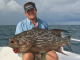 Pr. Bromtail Grouper på ca. 22-23kg. fra Panama fiskerejse i Oktober 2013